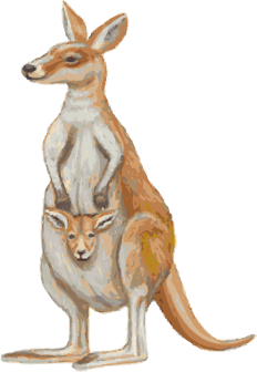 カンガルー